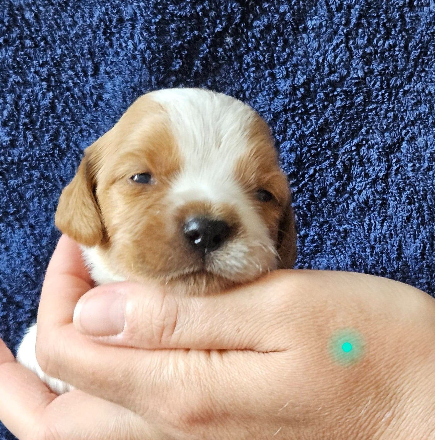 Chiot N°3