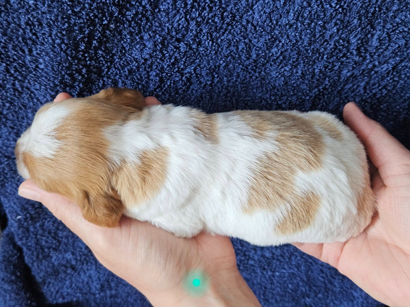 Chiot N°3