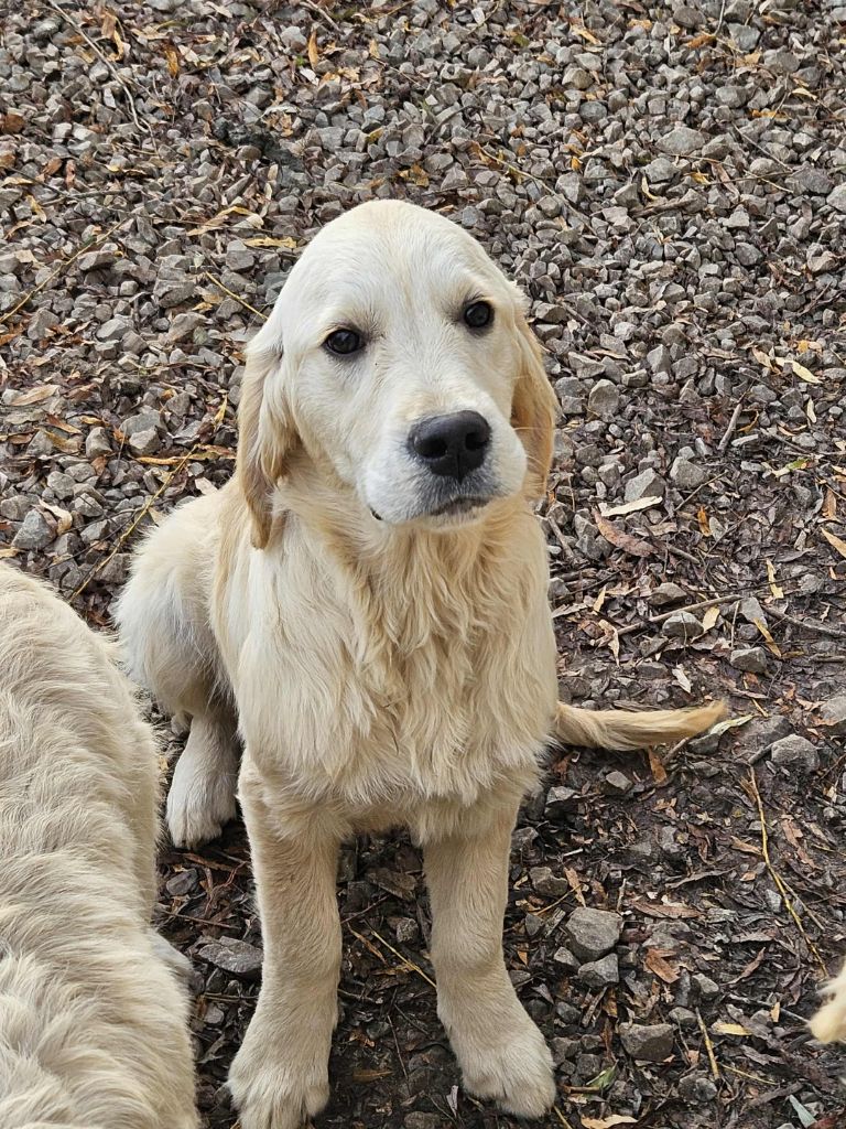 Mâle 5 - Golden Retriever