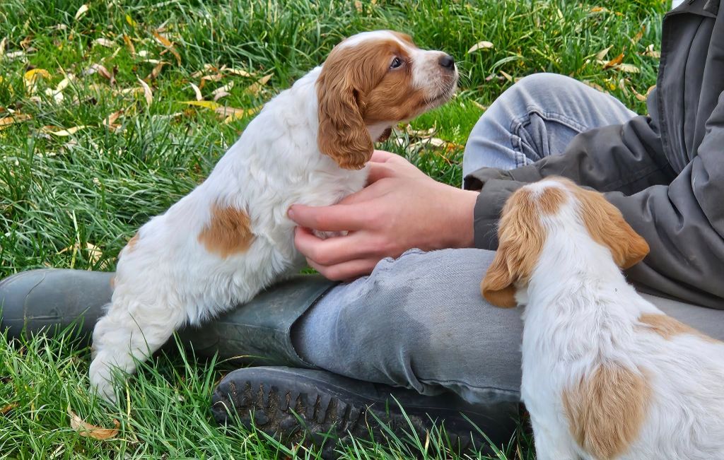 mâle blanc et orange 4