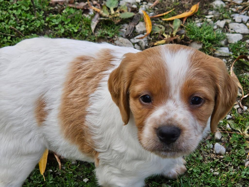 mâle blanc et orange 1