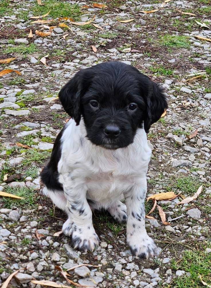 Femelle noire et blanche