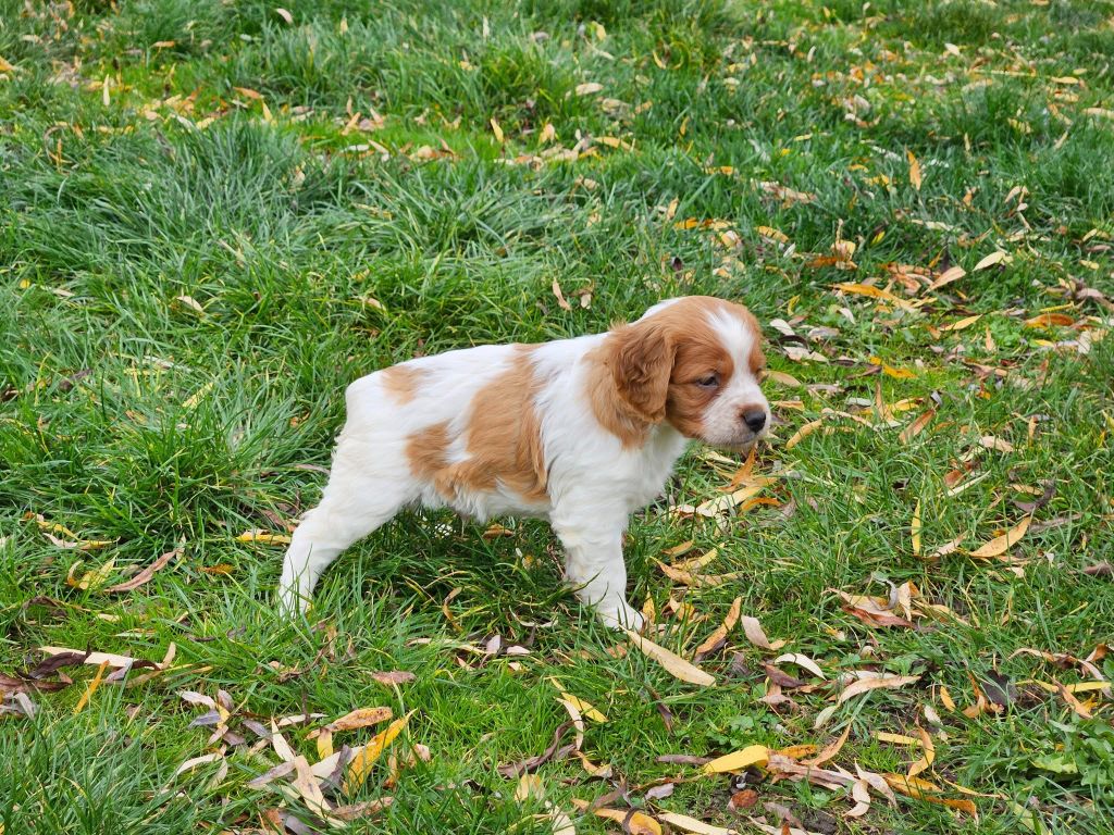 mâle blanc et orange 2