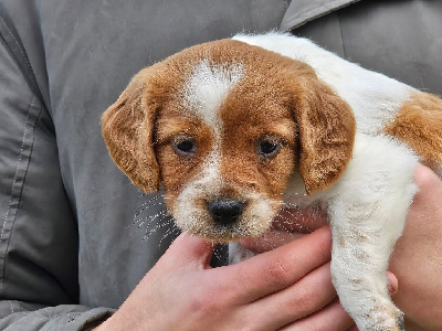 Les chiots de Epagneul Breton