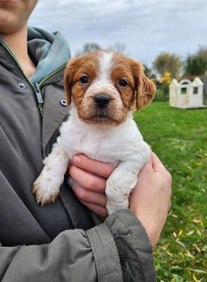 Les chiots de Epagneul Breton