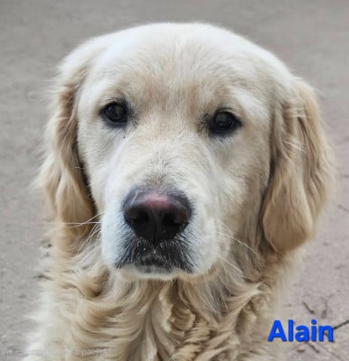 Les chiots de Golden Retriever