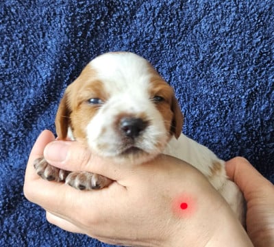 Les chiots de Epagneul Breton