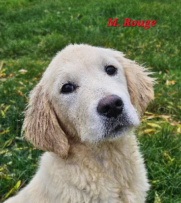 Les chiots de Golden Retriever