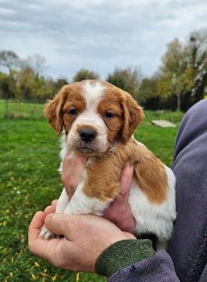Les chiots de Epagneul Breton
