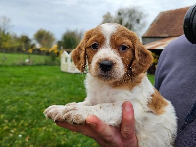 Les chiots de Epagneul Breton