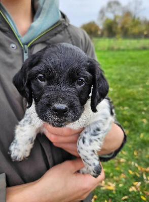 Les chiots de Epagneul Breton