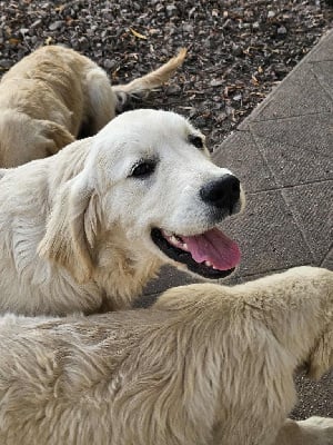 Les chiots de Golden Retriever