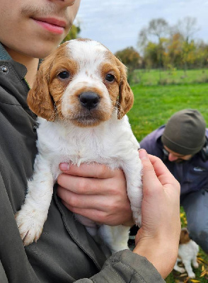 Les chiots de Epagneul Breton