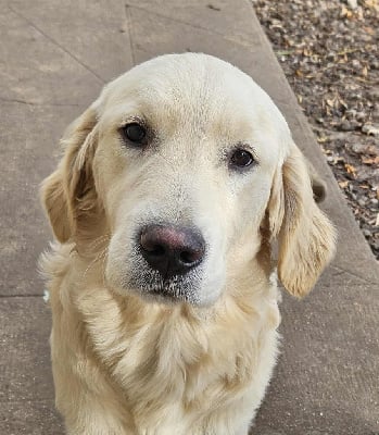 Les chiots de Golden Retriever