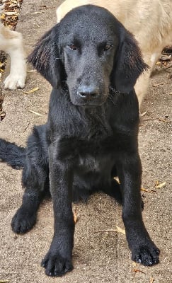 Les chiots de Flat Coated Retriever