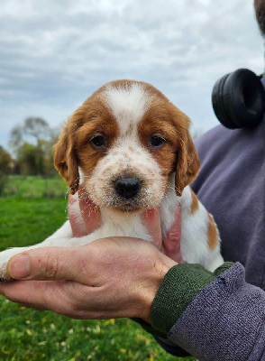 Les chiots de Epagneul Breton