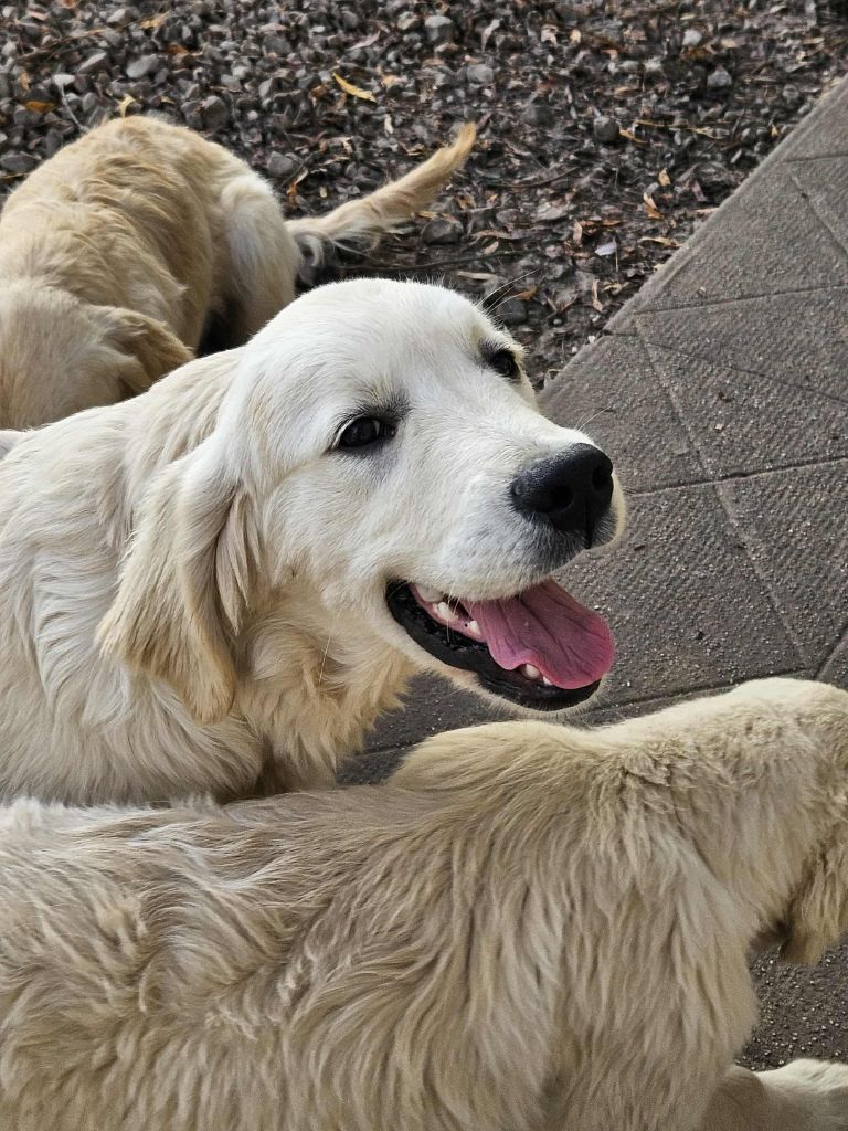 Mâle 3 - Golden Retriever
