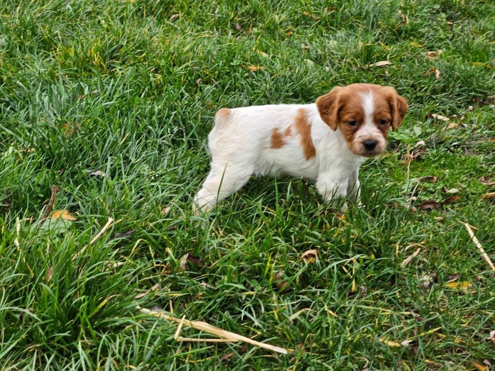 Femelle Blanc/orange 1