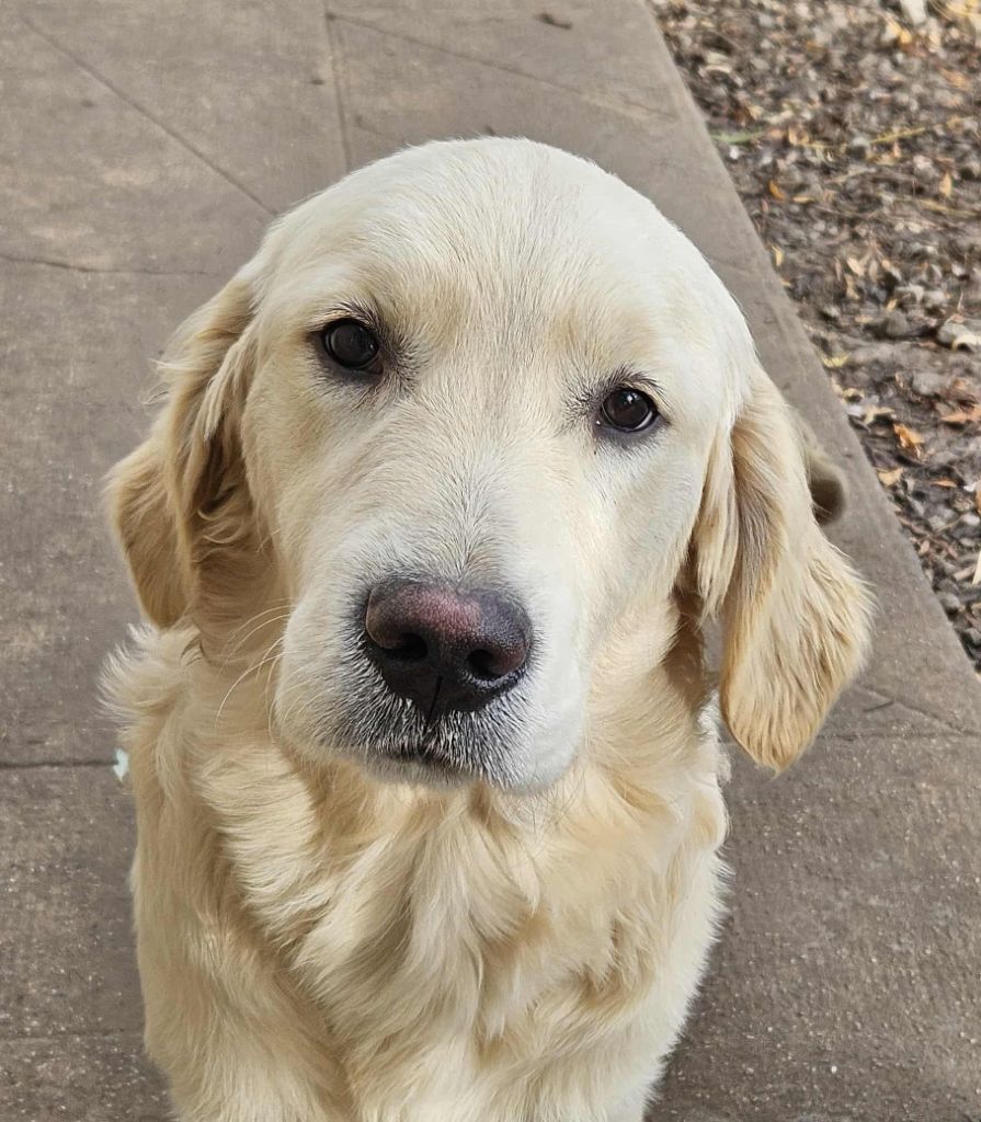 Mâle 5 - Golden Retriever