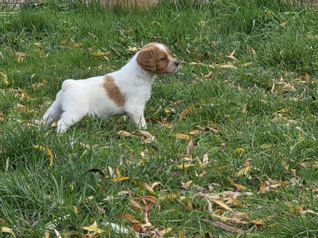 Femelle Blanc/orange 2