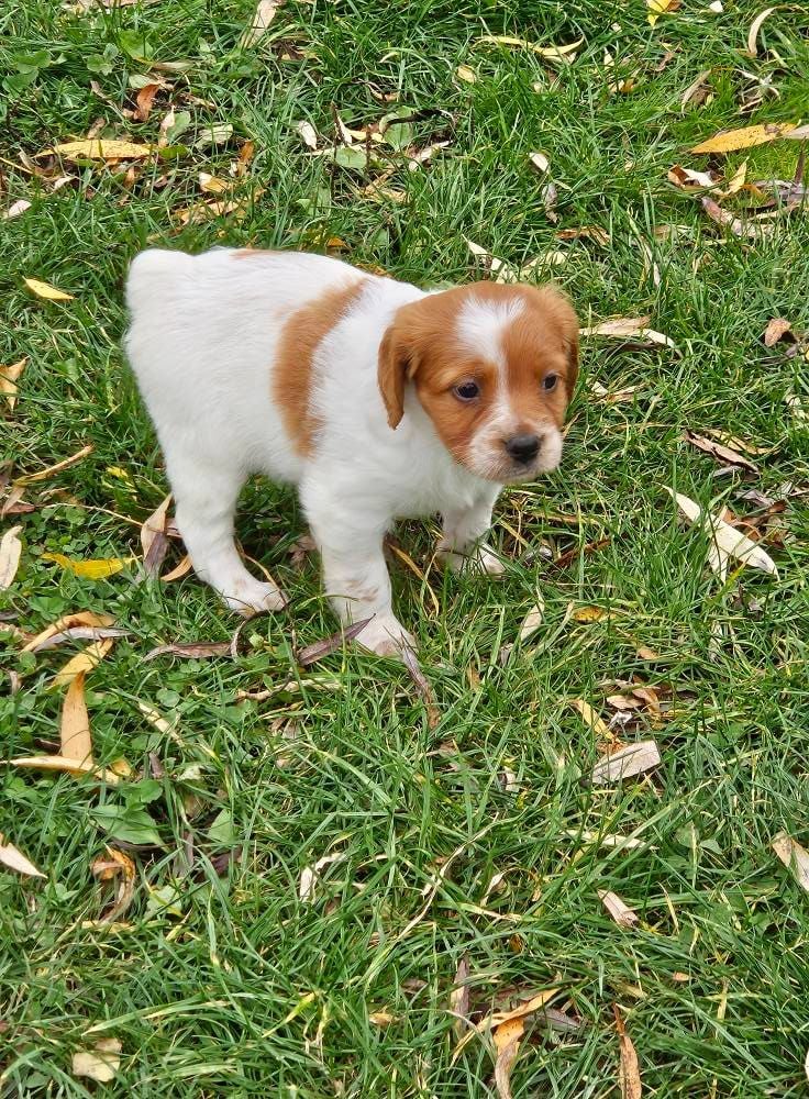 Femelle Blanc/orange 3