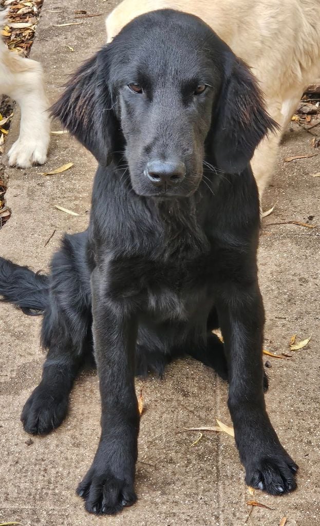 A genius des Terres de Flore - Flat Coated Retriever