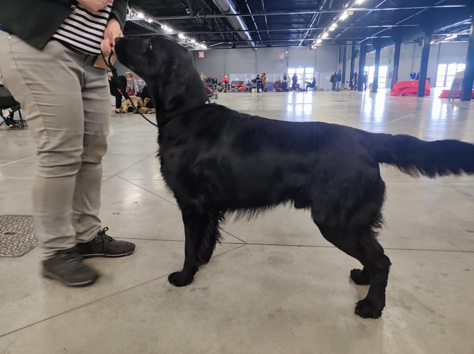 CH. Back on the track ceresna lipov - 1er.excellent.classe ouverte.CACS-meilleur de sexe opposé