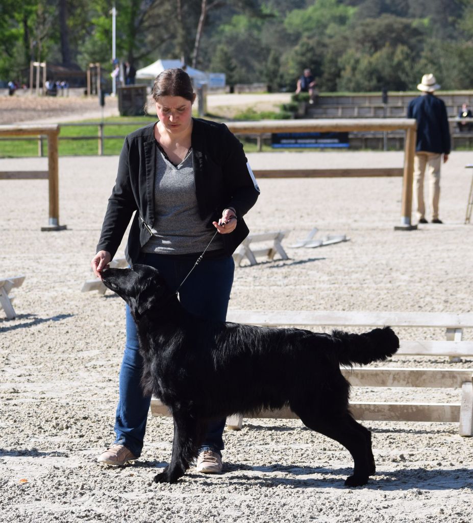 CH. Back on the track ceresna lipov - 1er.excellent.classe ouverte-meilleur de sexe opposé