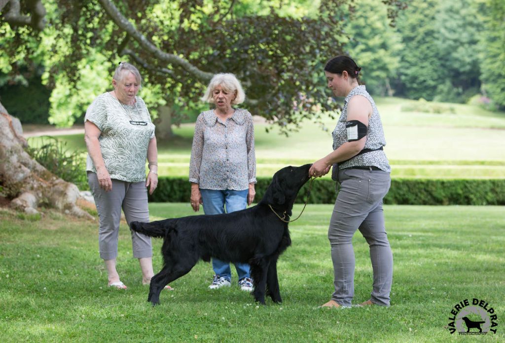 CH. Back on the track ceresna lipov - 1er.excellent.cl.ouverte.Meilleur de Race-Réserve de Best in Show