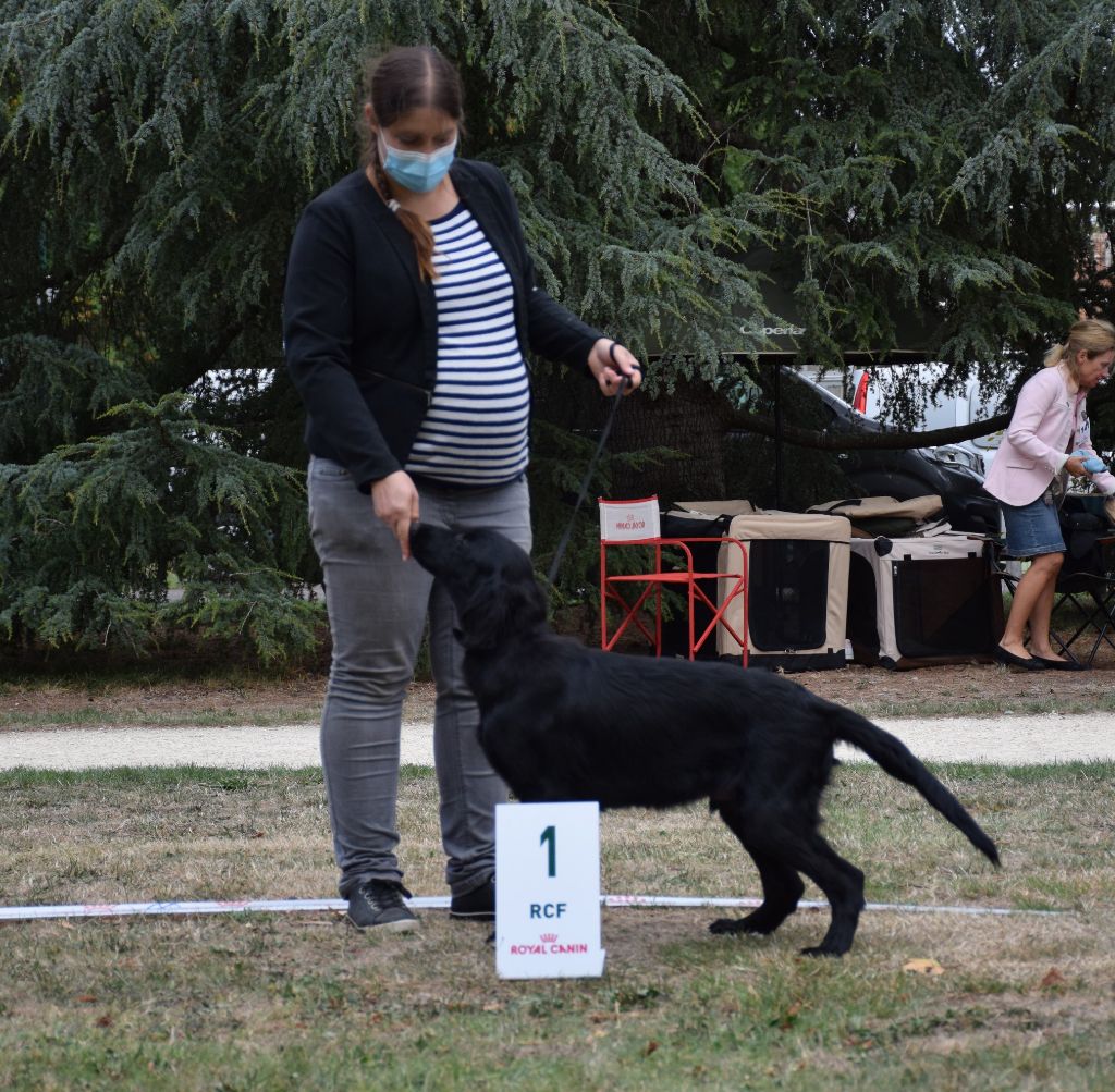 CH. Back on the track ceresna lipov - 1er Très Prometteur.cl.Baby-Meilleur Baby