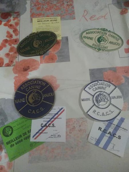 CH. Back on the track ceresna lipov - 1er.excellent.classe ouverte.CACS.Meilleur de sexe opposé