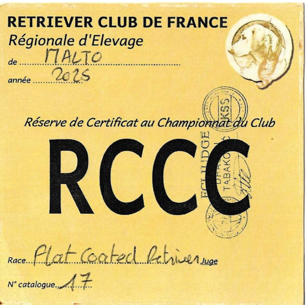 Angel Undercover The time of my life - 1er.excellent.classe ouverte.RCCC