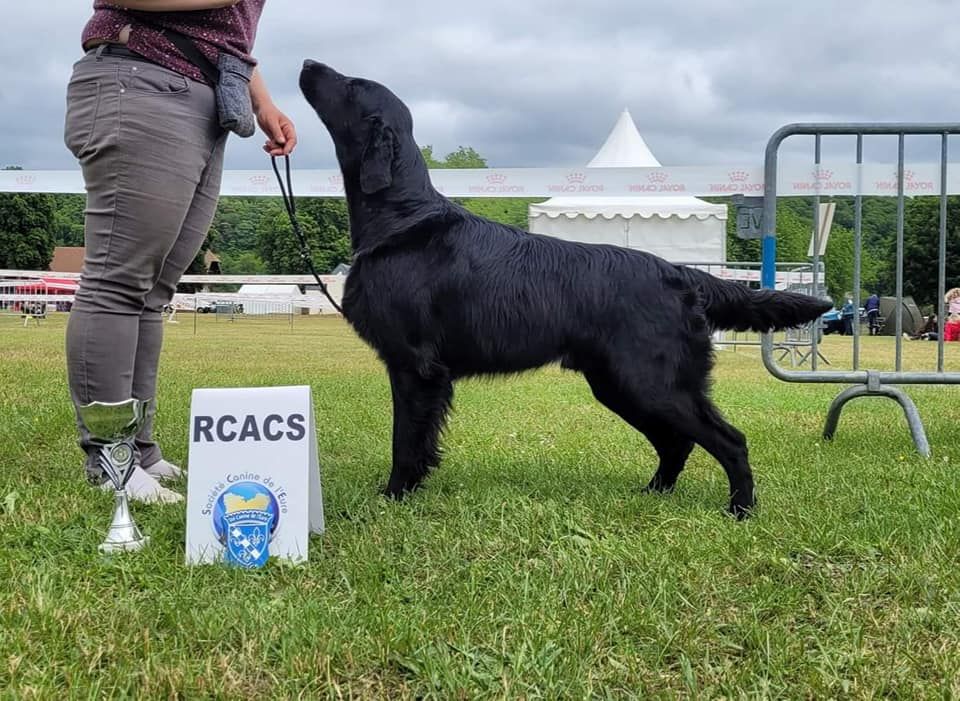 CH. Back on the track ceresna lipov - 1er.excellent.classe ouverte.RCACS