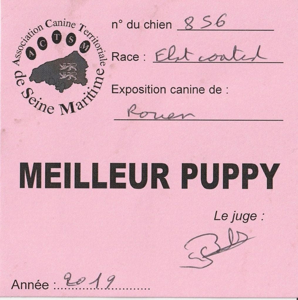 Play the game Des Terres De Flore - Très Prometteur.classe Puppy-Meilleur Puppy