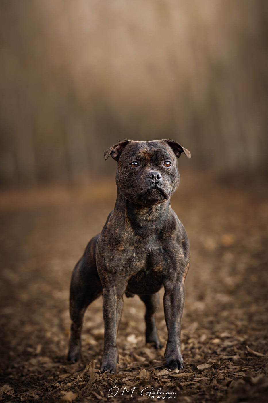 CH. Ew. jch. real boombastic mr lover Of Stafford Edition