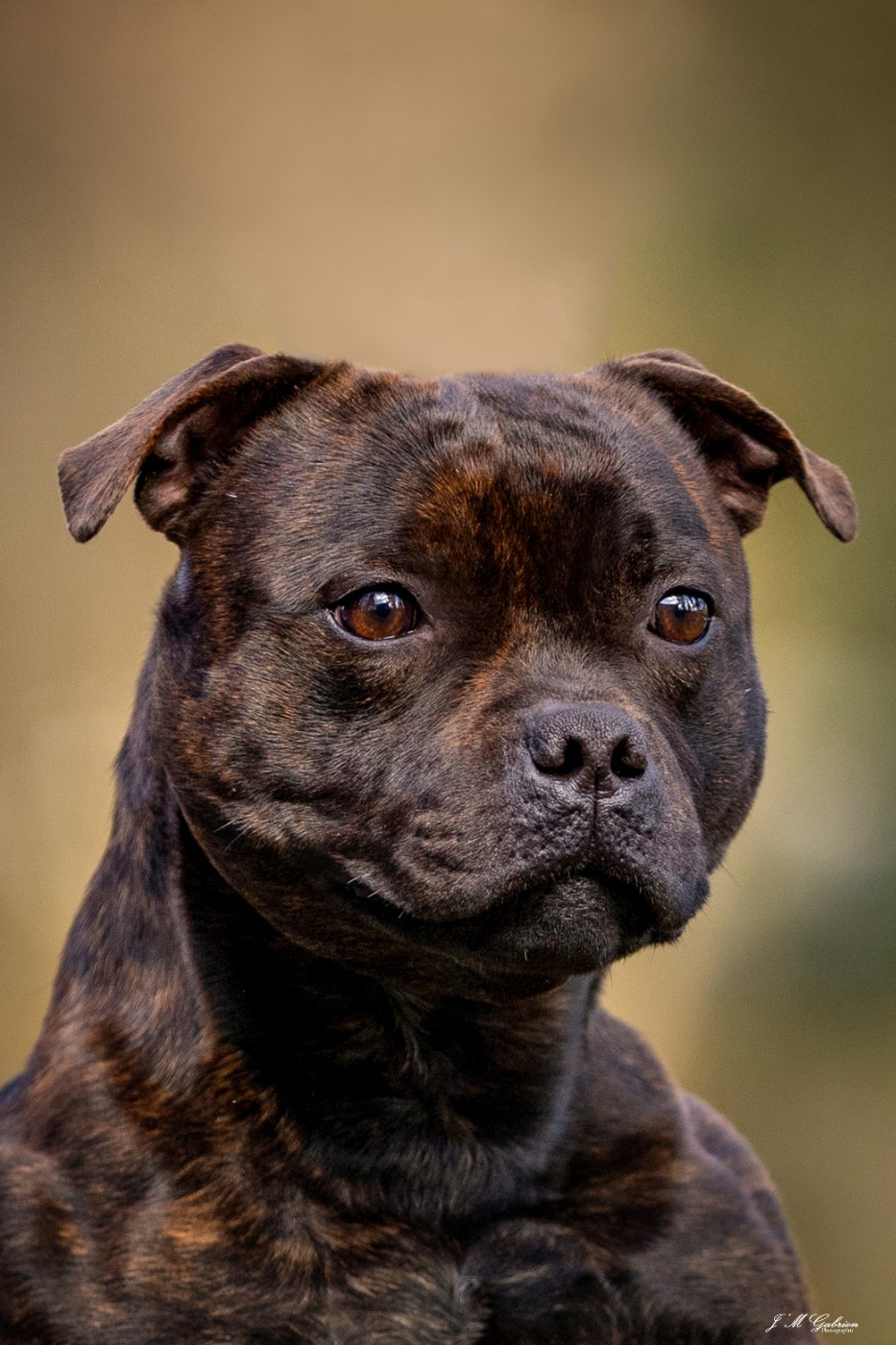 CH. Ew. jch. real boombastic mr lover Of Stafford Edition