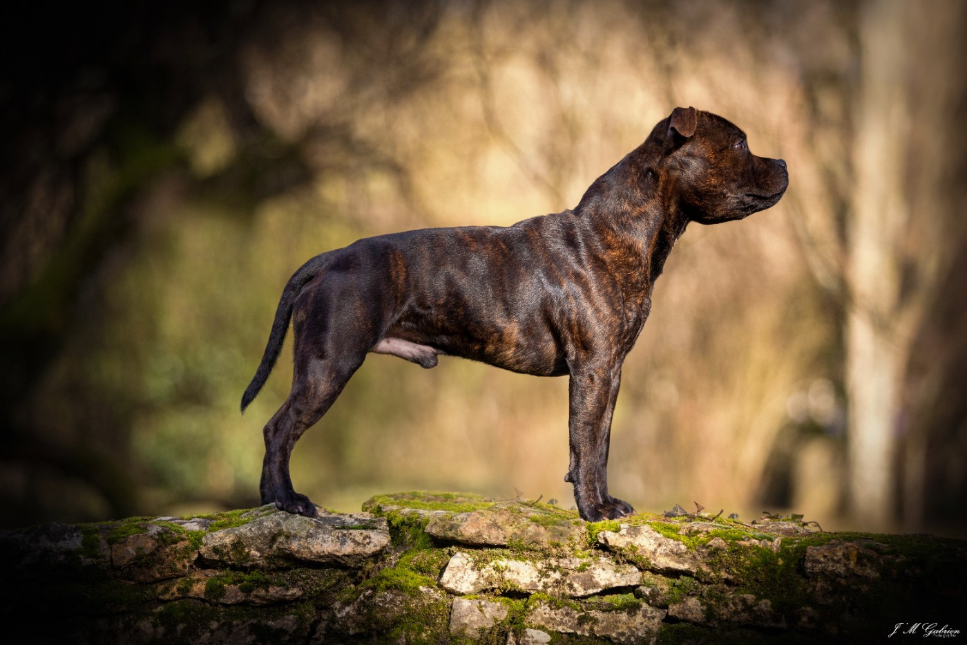 CH. Ew. jch. real boombastic mr lover Of Stafford Edition