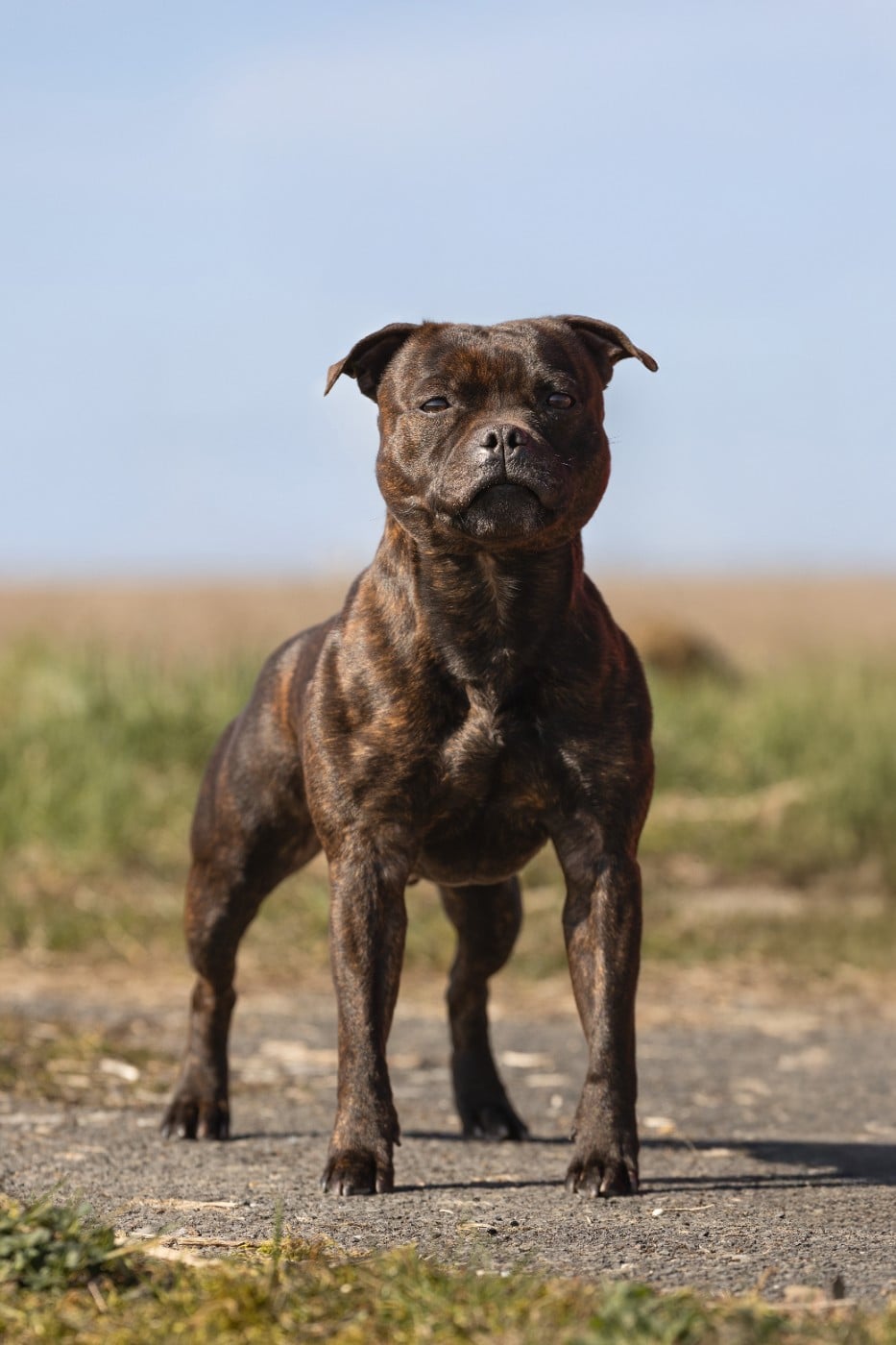 CH. Ew. jch. real boombastic mr lover Of Stafford Edition