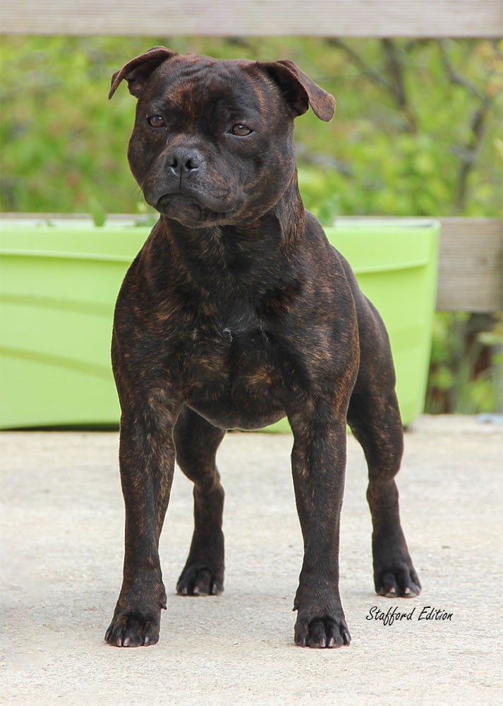 CH. Ew. jch. real boombastic mr lover Of Stafford Edition