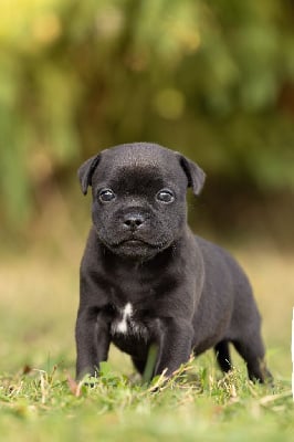 Les chiots de Staffordshire Bull Terrier