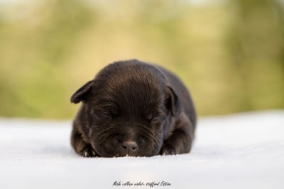 Les chiots de Staffordshire Bull Terrier