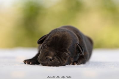 Les chiots de Staffordshire Bull Terrier