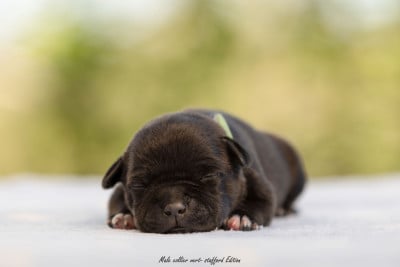 Les chiots de Staffordshire Bull Terrier