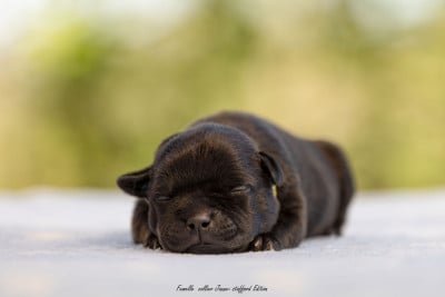 Les chiots de Staffordshire Bull Terrier