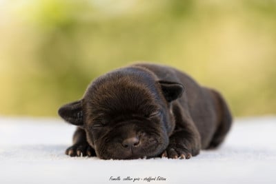 Les chiots de Staffordshire Bull Terrier