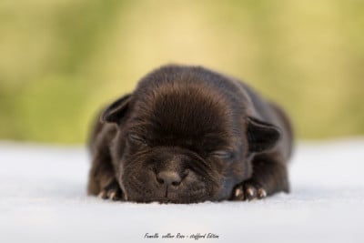Les chiots de Staffordshire Bull Terrier