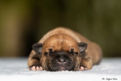 CHIOT 3 - Staffordshire Bull Terrier