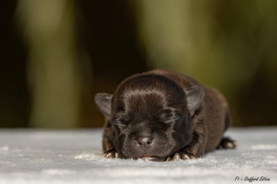 Staffordshire Bull Terrier