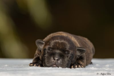 CHIOT 2 - Staffordshire Bull Terrier