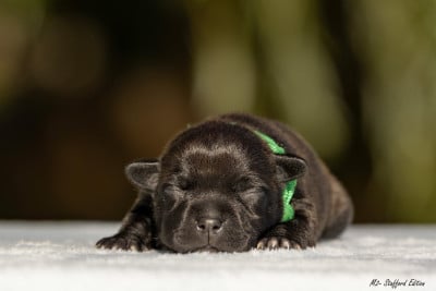 CHIOT 4 - Staffordshire Bull Terrier